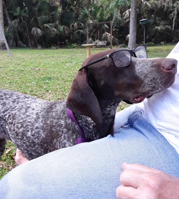 /images/uploads/southeast german shorthaired pointer rescue/segspcalendarcontest2019/entries/11488thumb.jpg